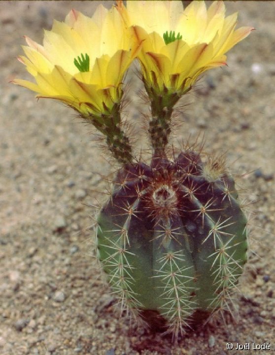 Echinocereus subinermis ochoterenaus -023